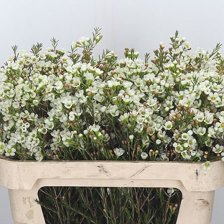 Waxflower Crystal Pearl (Extra)
