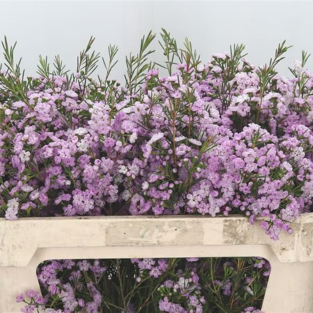 Waxflower Dancing Queen