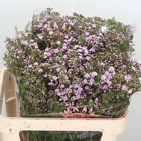 Waxflower Dancing Queen