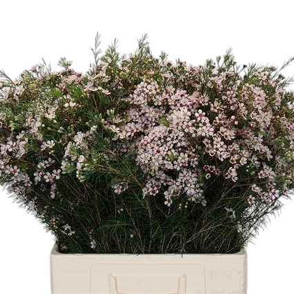Waxflower Dori