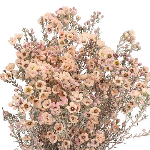Waxflower Dyed Apricot
