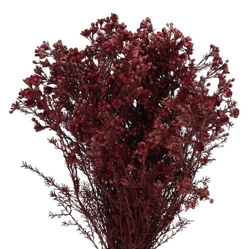 Waxflower Dyed Burgundy