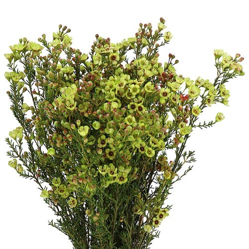 Waxflower Dyed Light Green