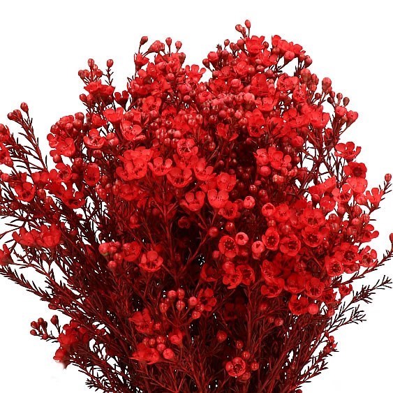 Waxflower Dyed Red