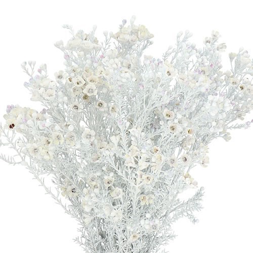 Waxflower Dyed White