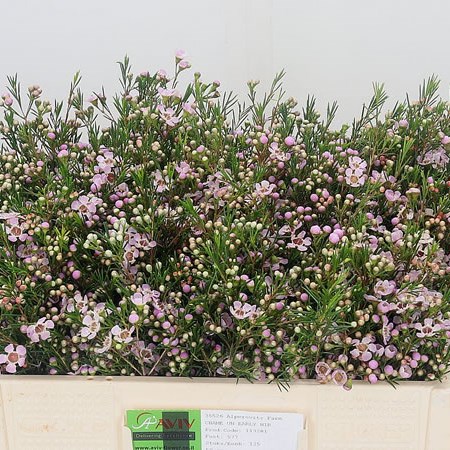 Waxflower Early Nir