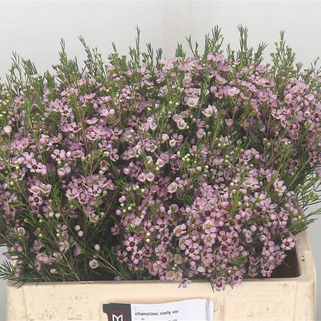 Waxflower Early Nir