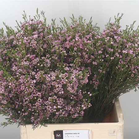 Waxflower Early Nir