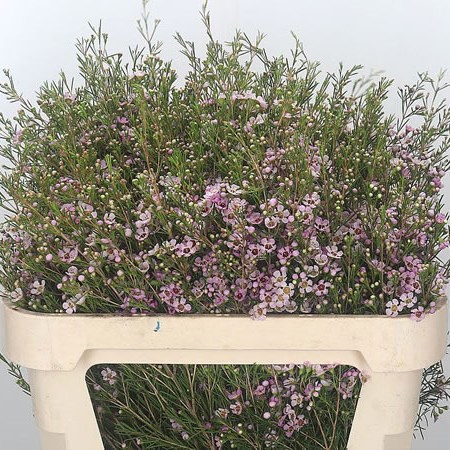 Waxflower Early Nir
