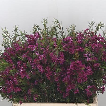 Waxflower Eden