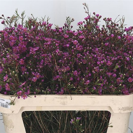 Waxflower Eden