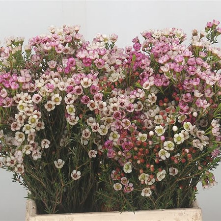 Waxflower Ella