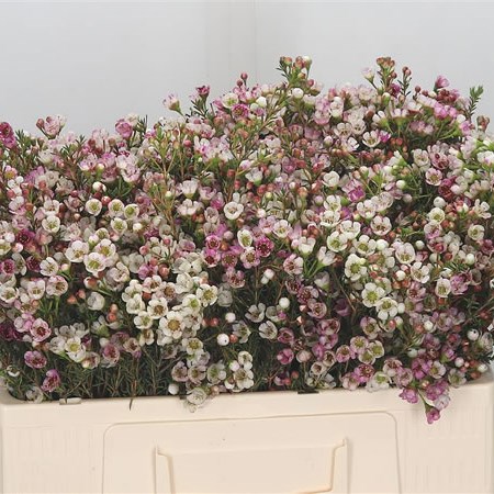 Waxflower Ella