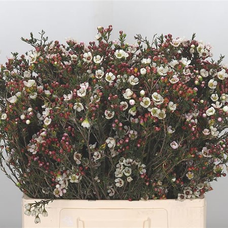 Waxflower Ella