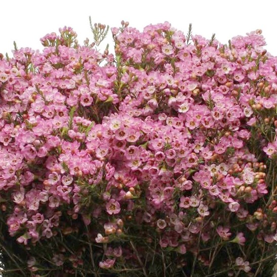 Waxflower Erez