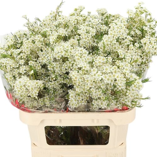 Waxflower Grace