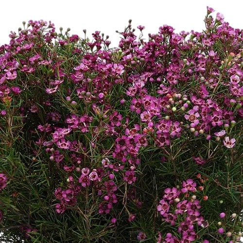 Waxflower Grand Jupiter