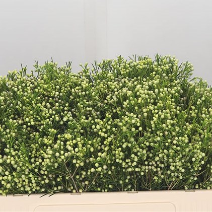 Waxflower Green (In Seed)