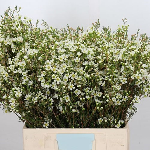 Waxflower Ivory Pearl