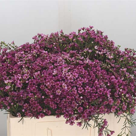 Waxflower Jupiter