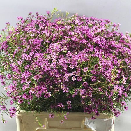 Waxflower Jupiter