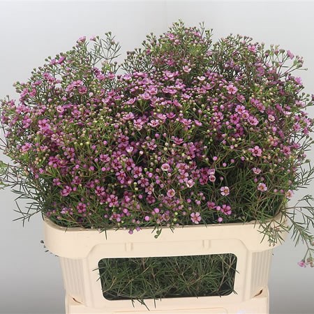 Waxflower Jupiter