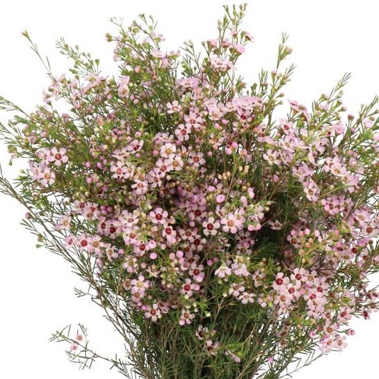 Waxflower Jupiter Moon