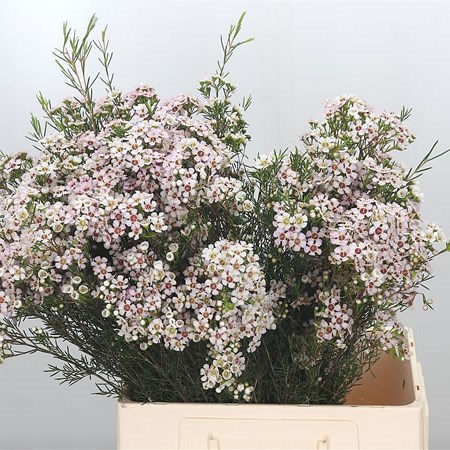 Waxflower Jupiter Moon