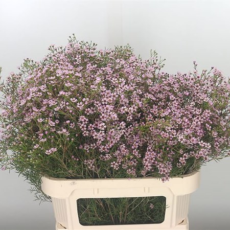Waxflower Jupiter Sol