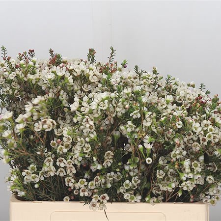Waxflower Liron