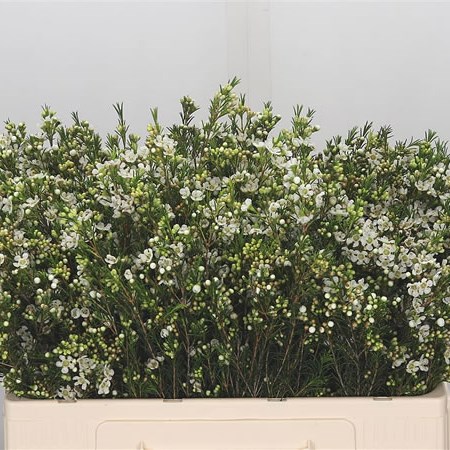 Waxflower Luna