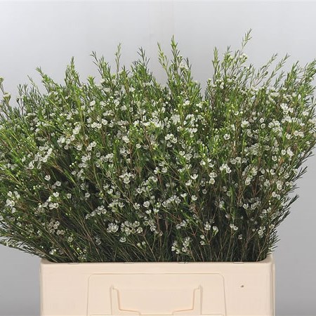 Waxflower Luna