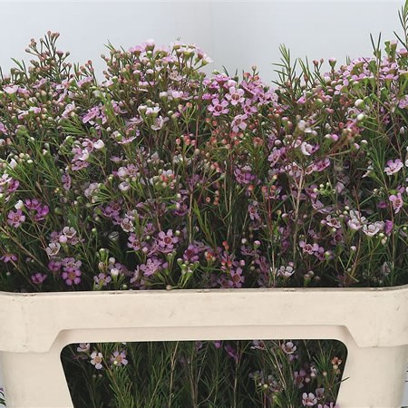 Waxflower Maira