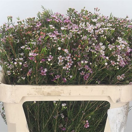 Waxflower Maira