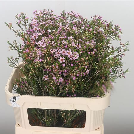 Waxflower Majestic (Extra)