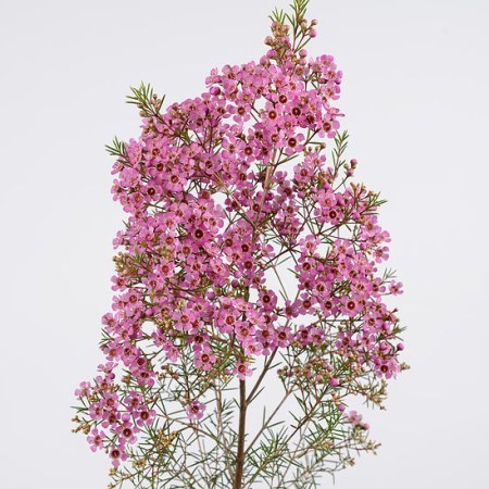 Waxflower Mars
