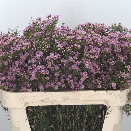 Waxflower Michal