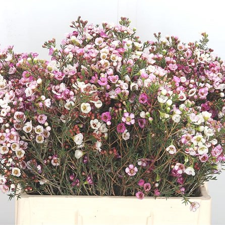 Waxflower Moonlight Delight