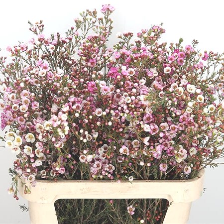 Waxflower Moonlight Delight