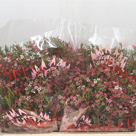 Waxflower My Sweet 16