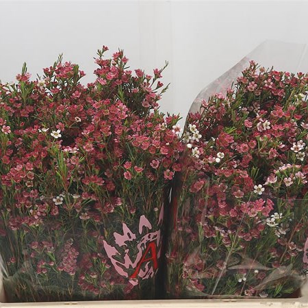 Waxflower My Sweet 16