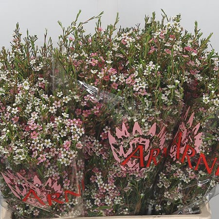 Waxflower My Sweet 16