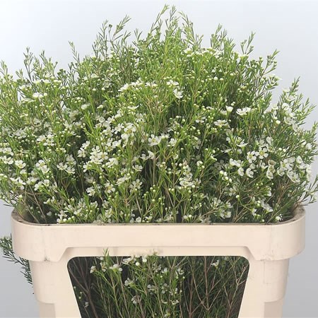 Waxflower Ofir
