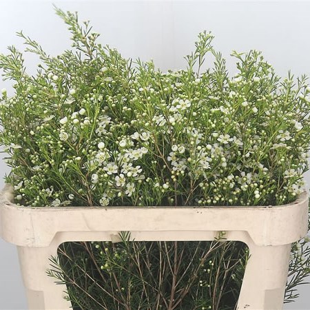 Waxflower Ofir