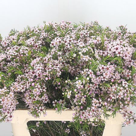 Waxflower Orchid