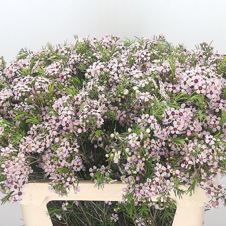 Waxflower Orchid