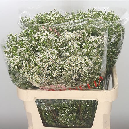 Waxflower Pearl Buttons