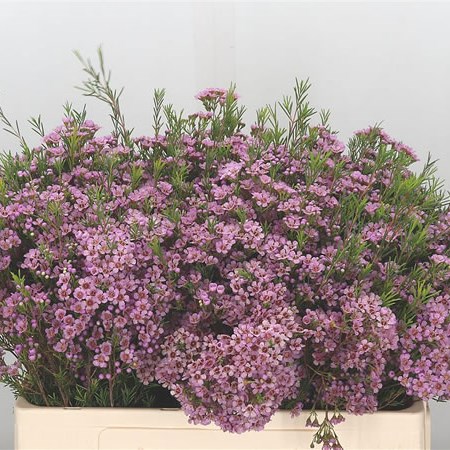 Waxflower Phoebe