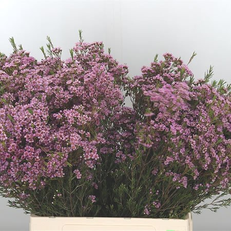 Waxflower Phoebe