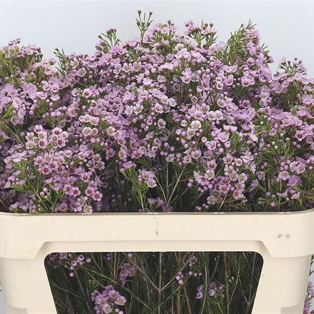 Waxflower Pinky